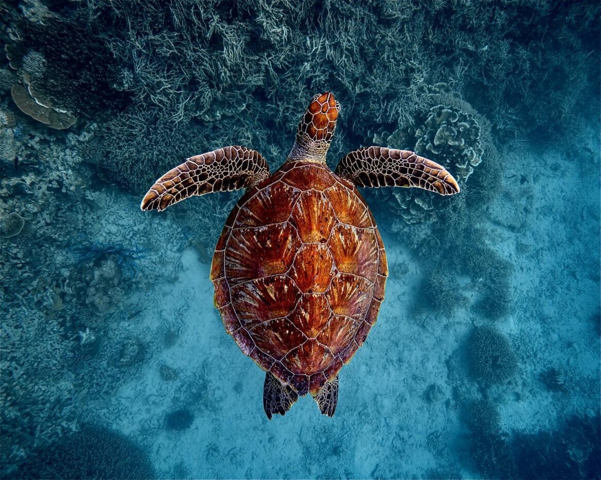 1770 Reef Eco Tours - Lady Musgrave Island & The Great Barrier Reef