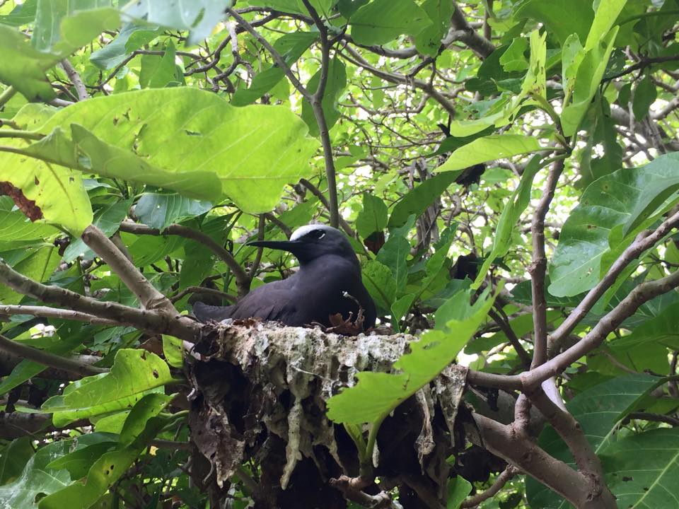 1770 reef island bird in nest