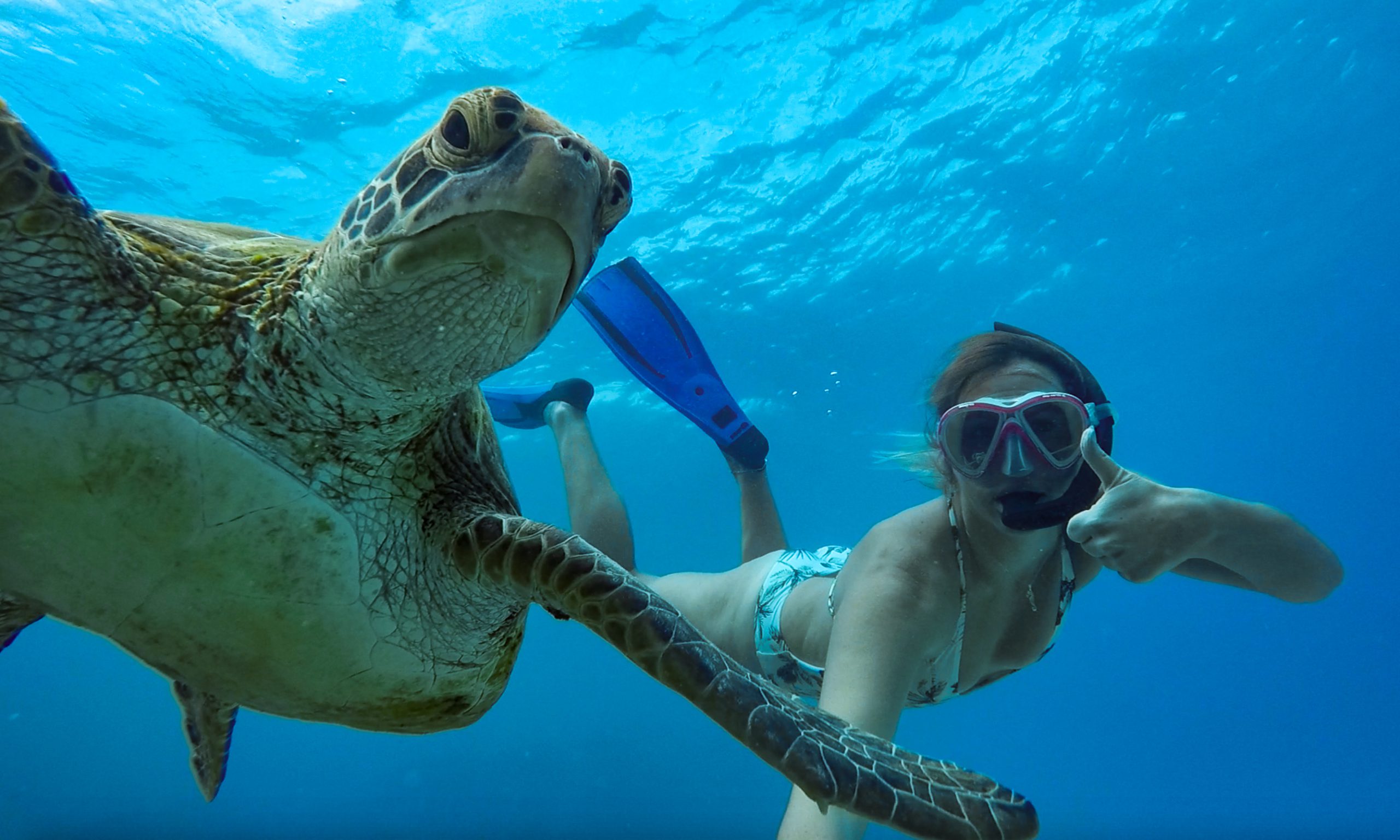 1770reef eco tours swim with turtles 1