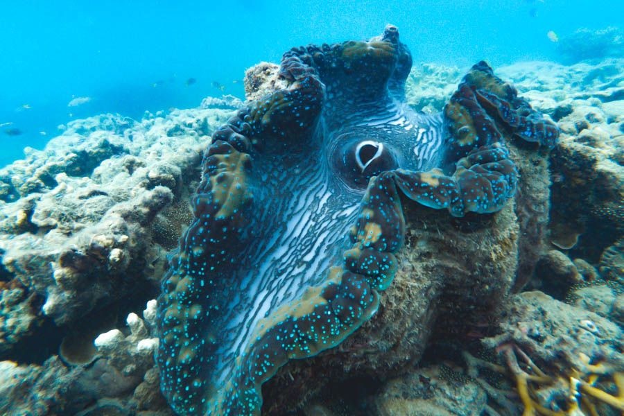 1770reef giant clam