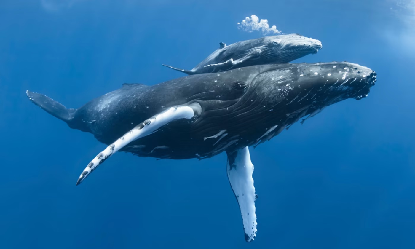 1770reef humpback whale and baby