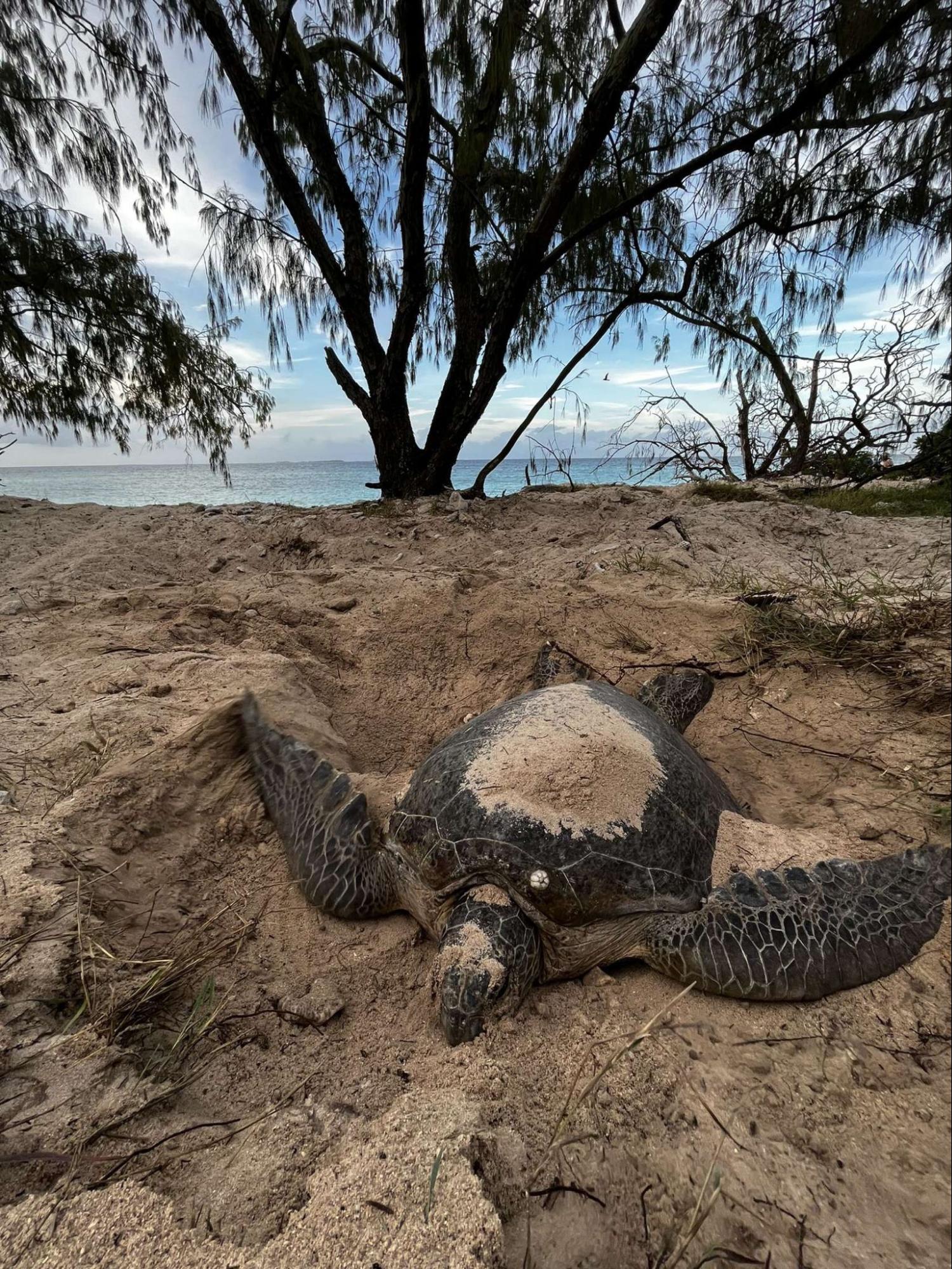 1770reef turtle making a nest