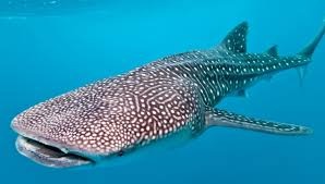 1770reef whale shark