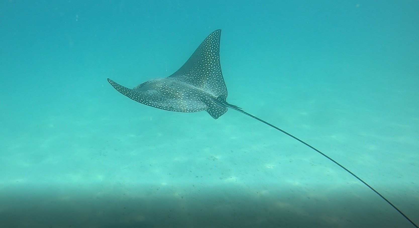 blue spotted lagoon ray 1770reef