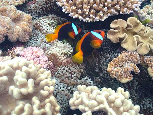 Anemone Fish