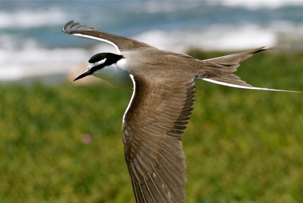 bridled tern