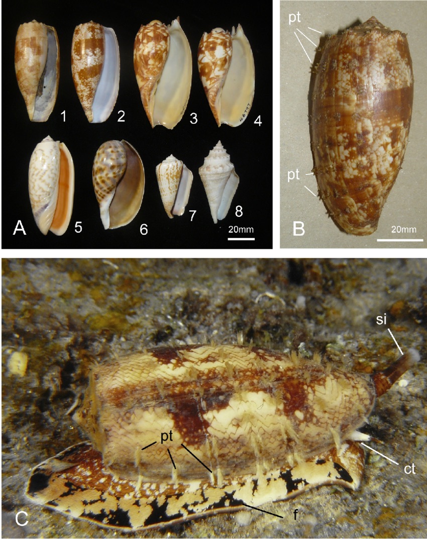 cone shells 1770reef