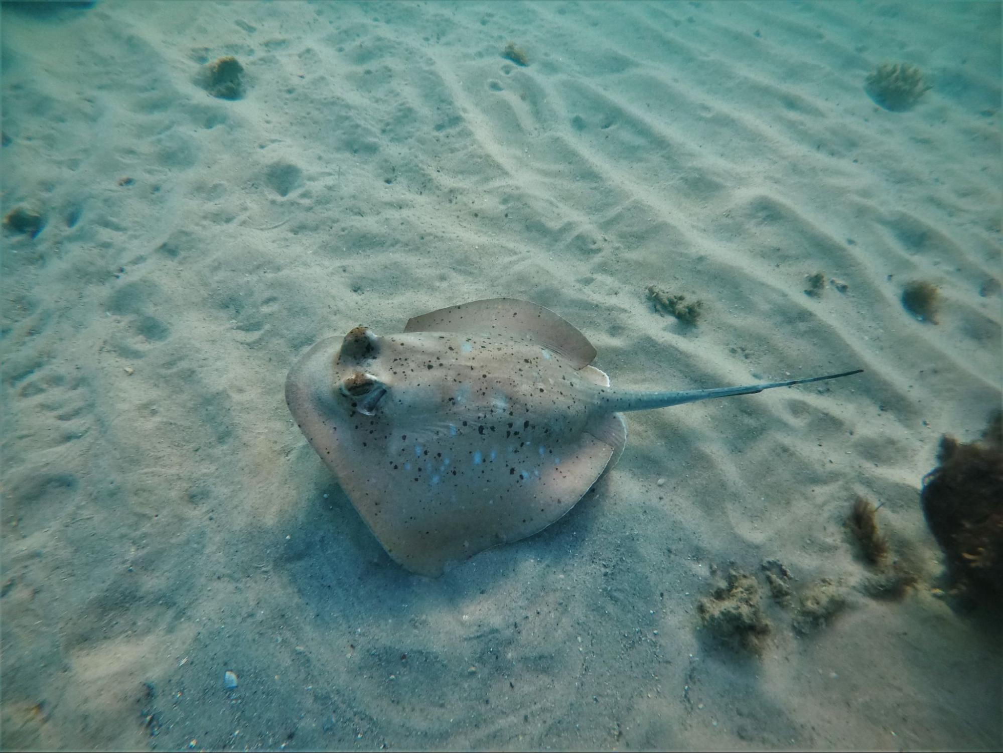 cowtail stingray 1770reef