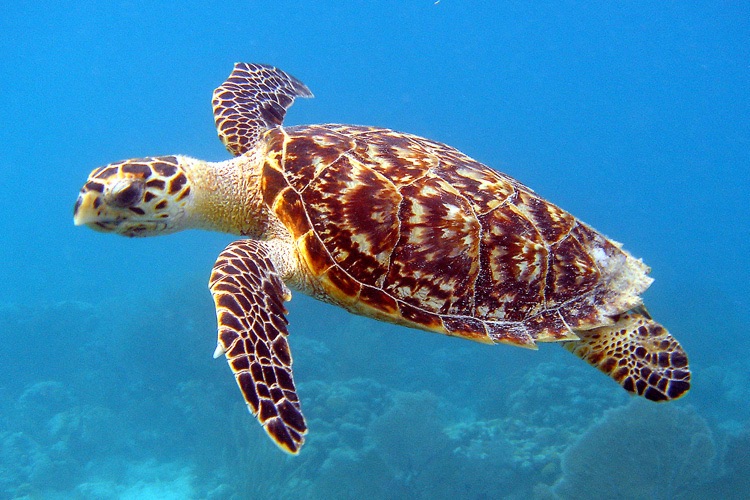 hawksbill turtle