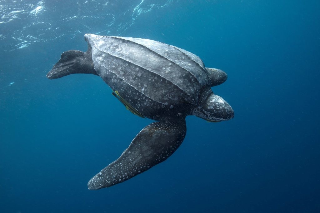 leatherback turtle