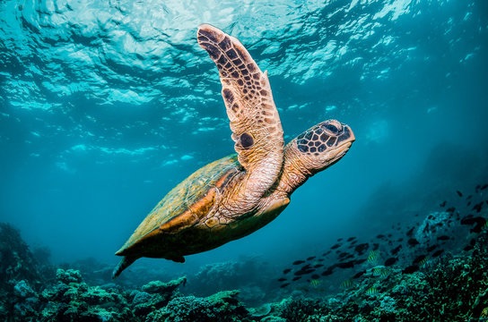 loggerhead turtle