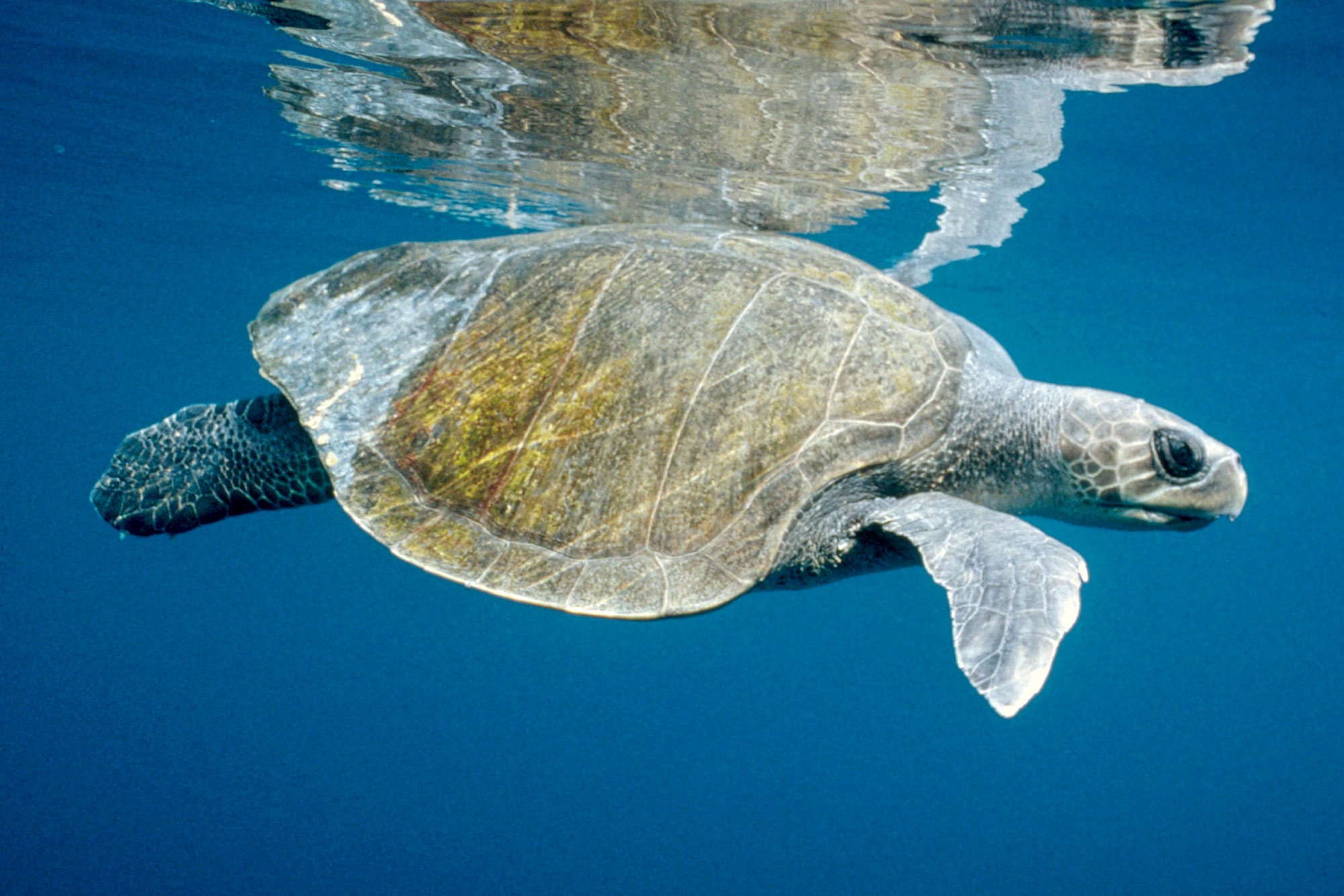 olive ridley turtle