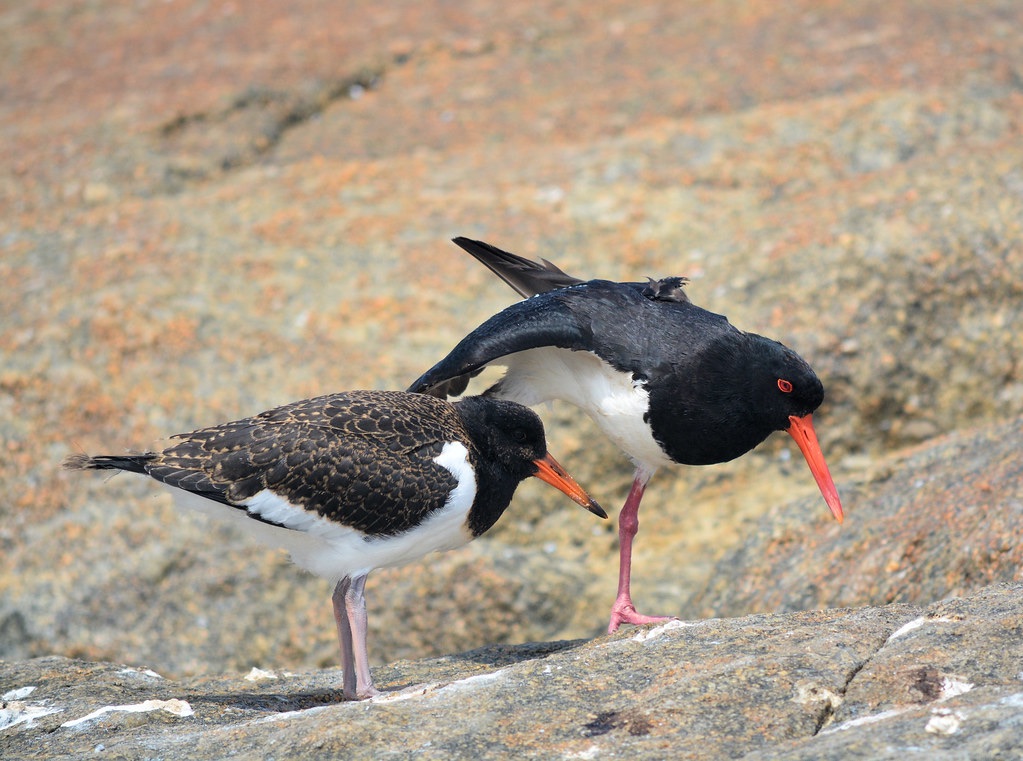 pied oystercatcher