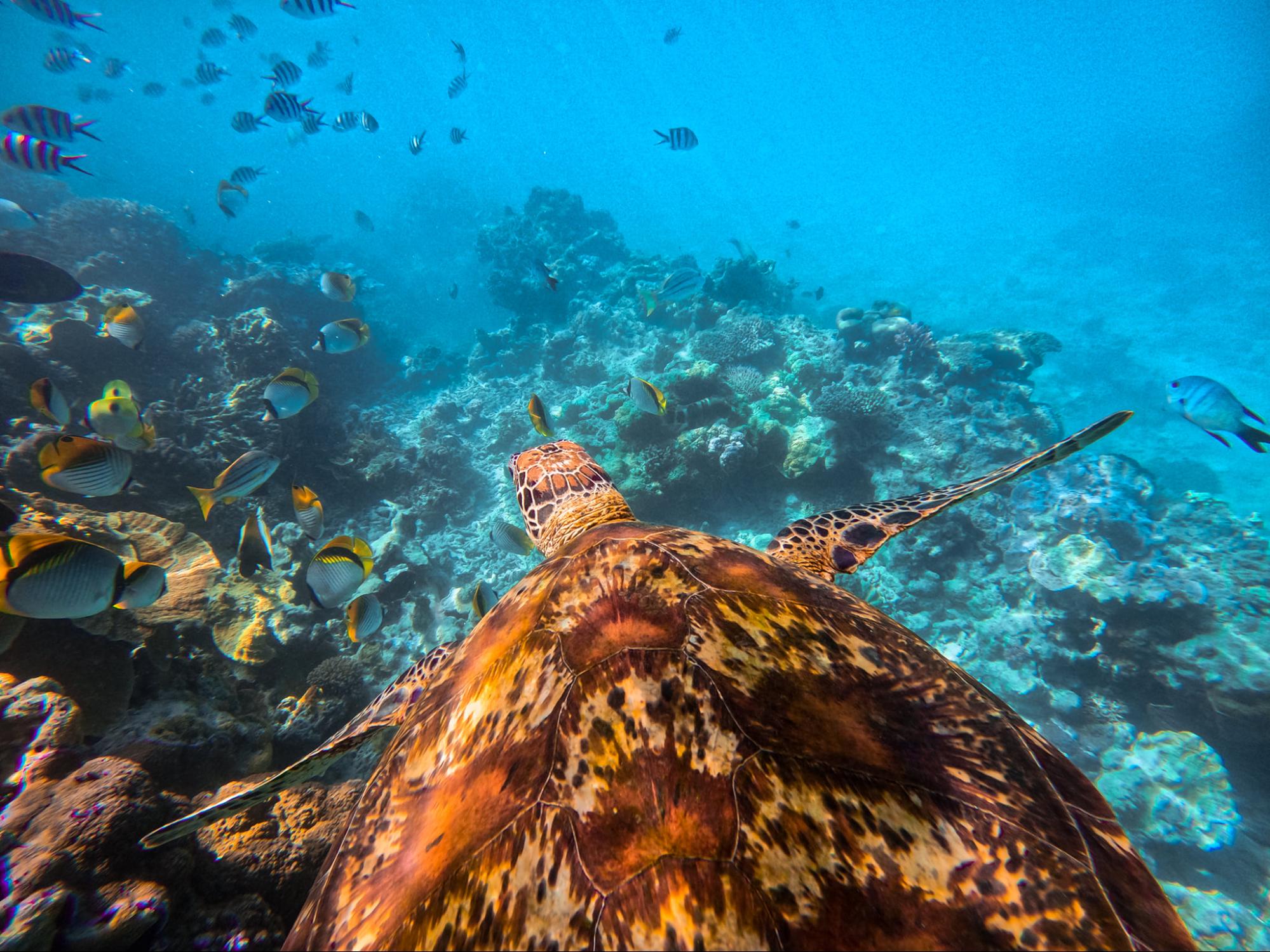 1770reef turtle from behind