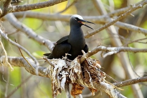 black noddy or white capped noddy