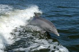 bottlenose dolphin