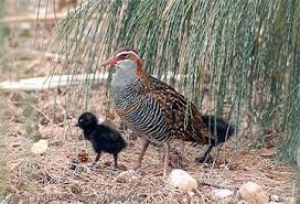 buff banded rail