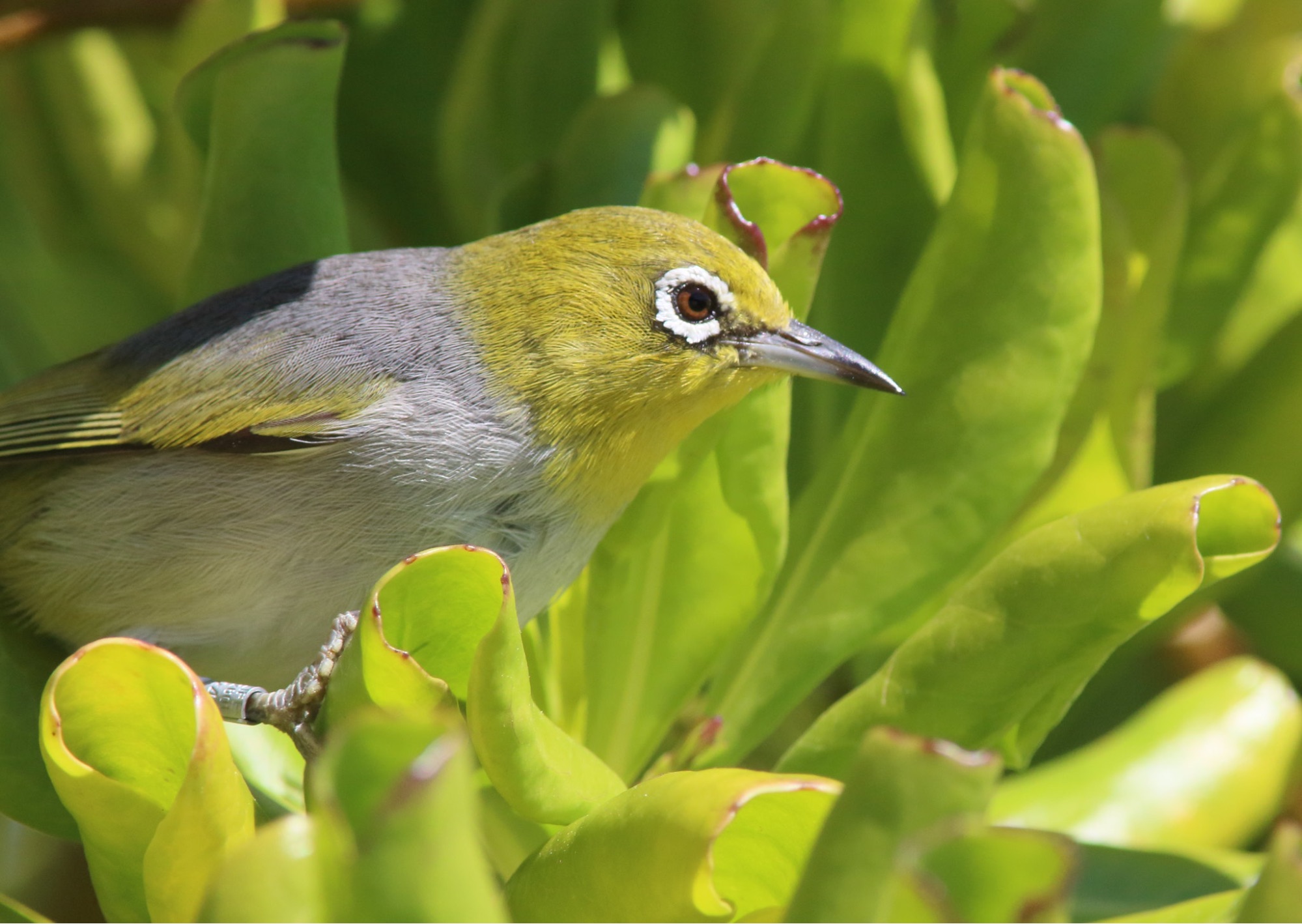 capricorn silvereye