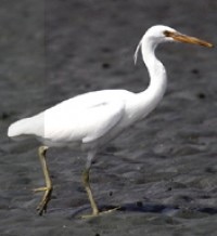 eastern reef egret