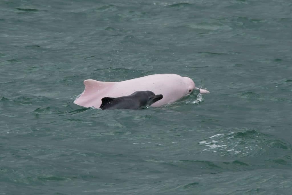 indo pacific humpback dolphin