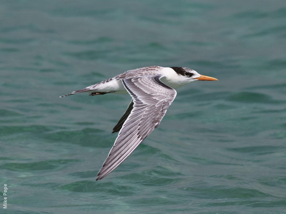 lesser crested tern