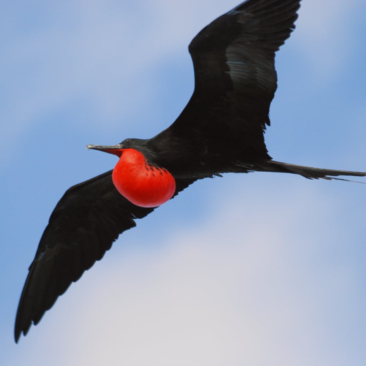 lesser frigatebird