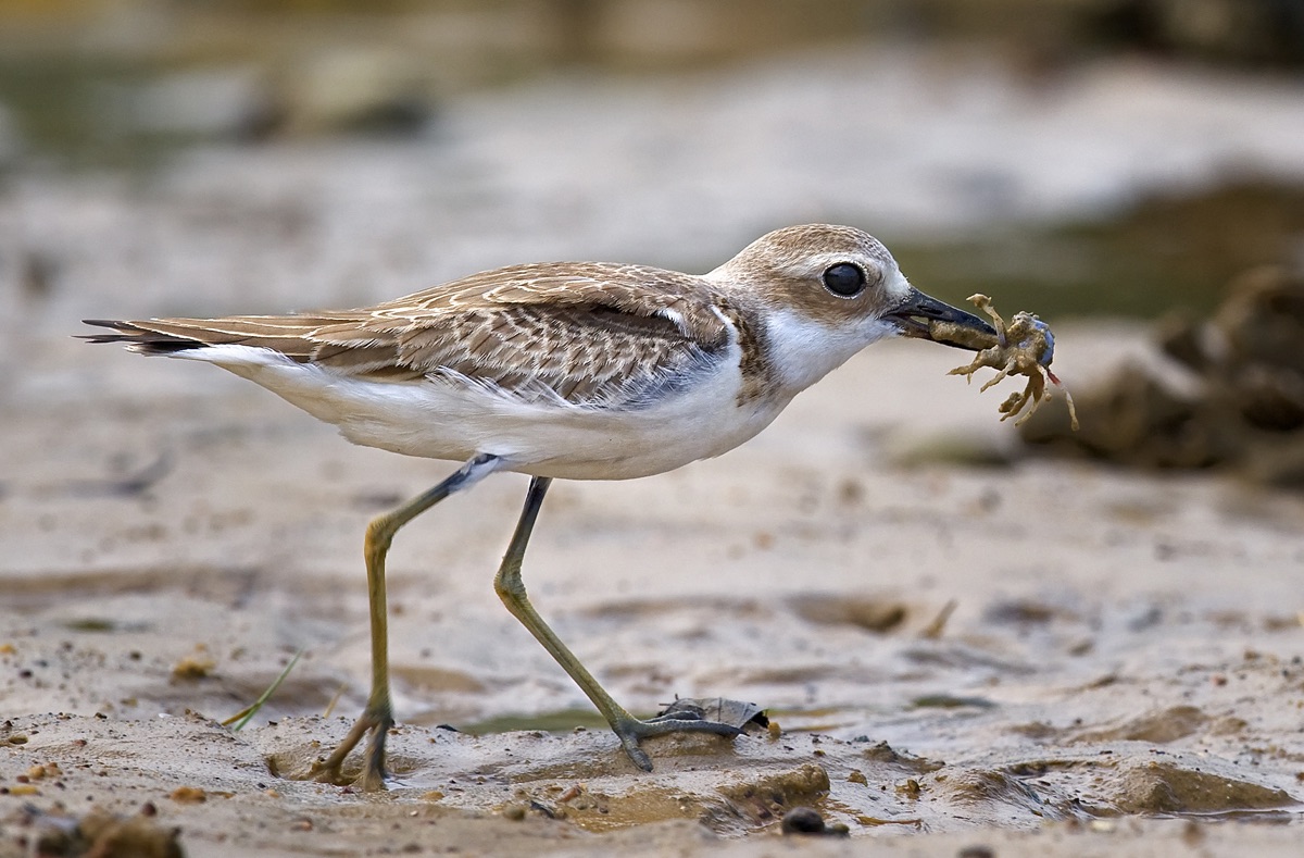 lesser sand plover