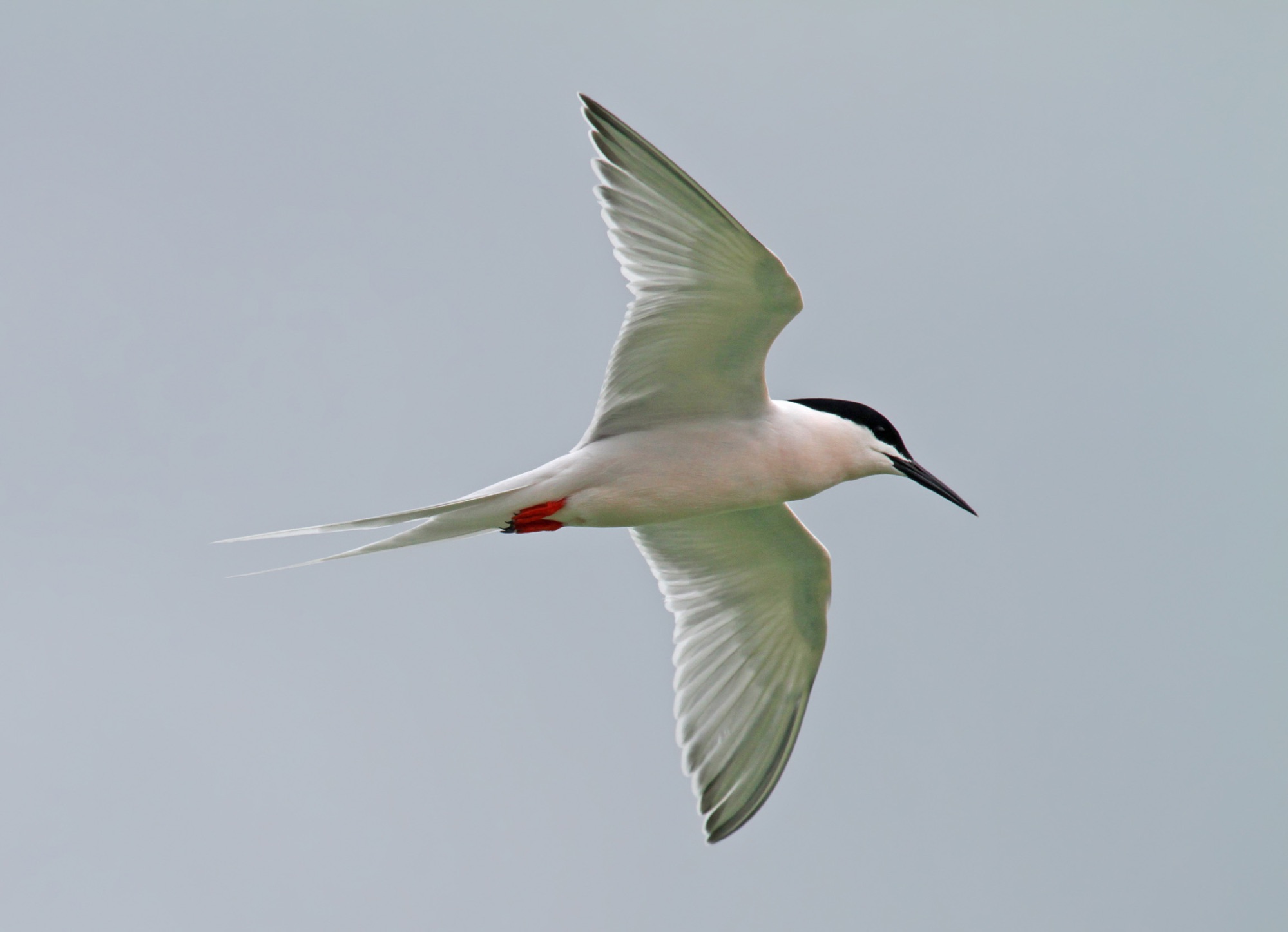 roseate tern