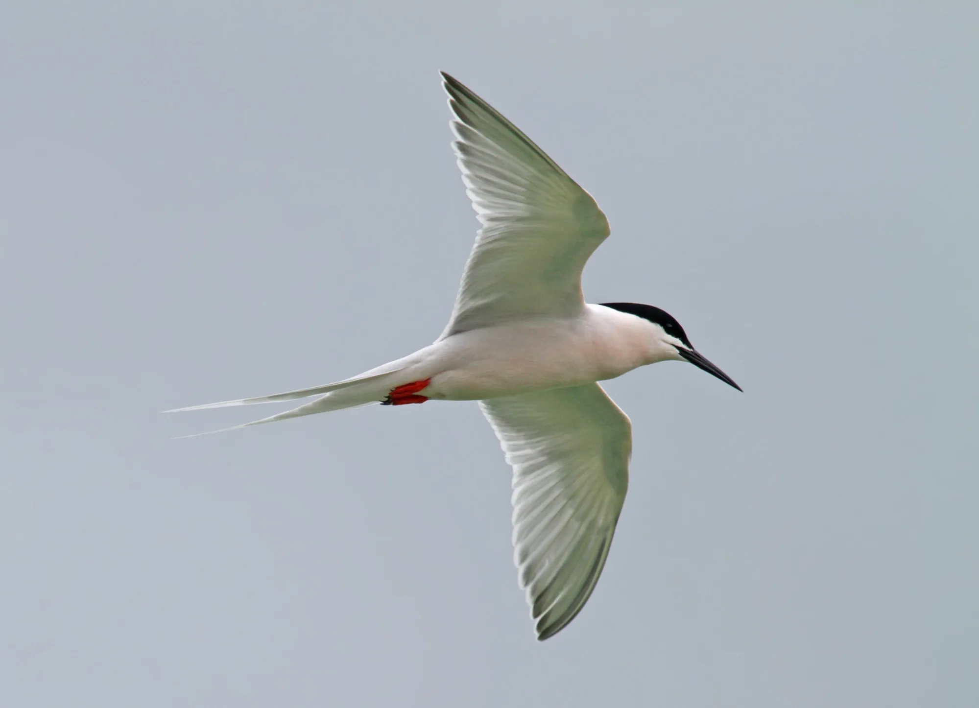 roseate tern