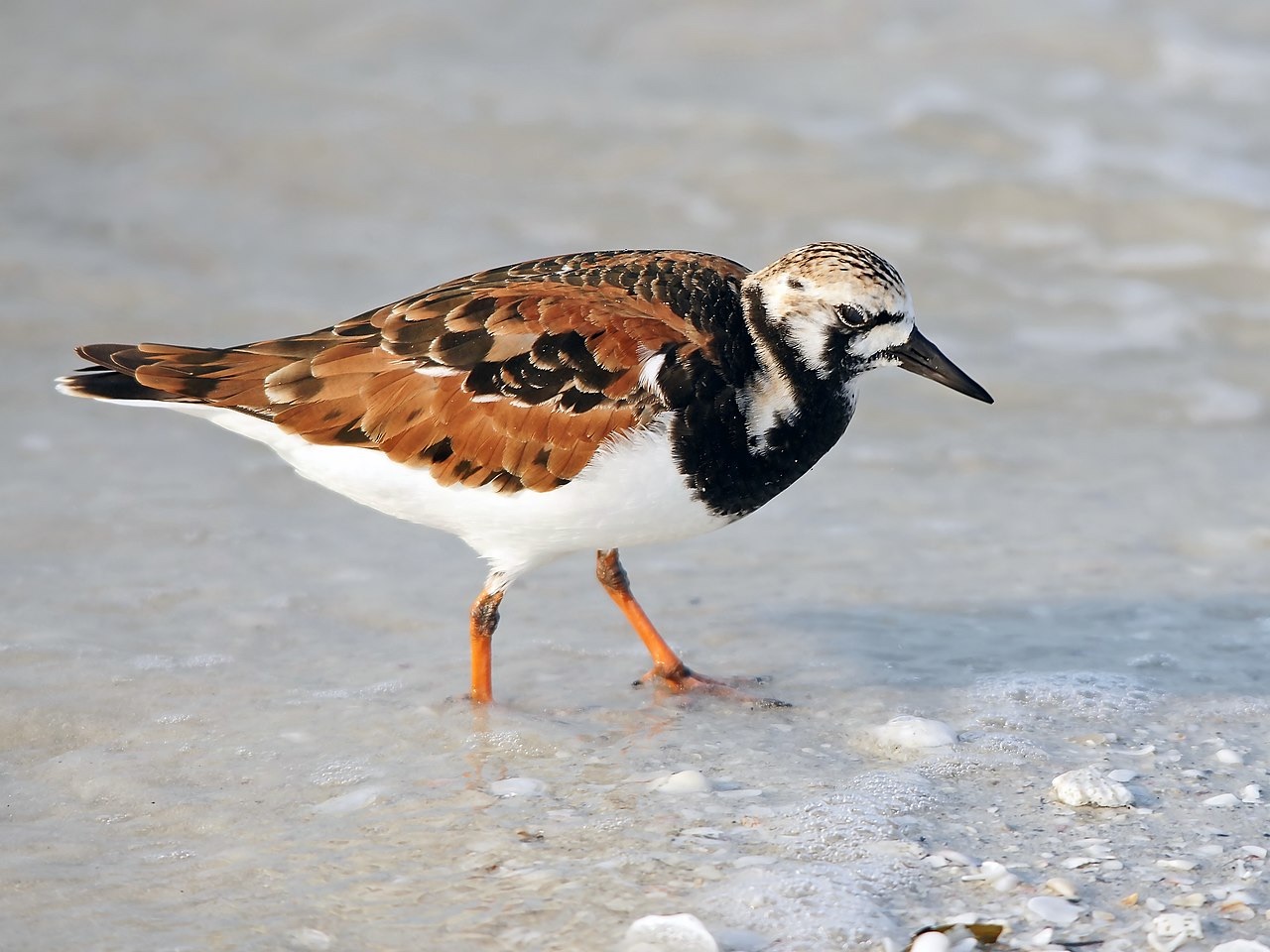 ruddy turnstone