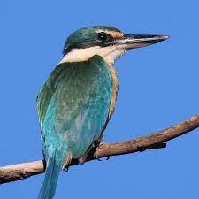 sacred kingfisher