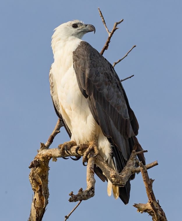 sea eagle