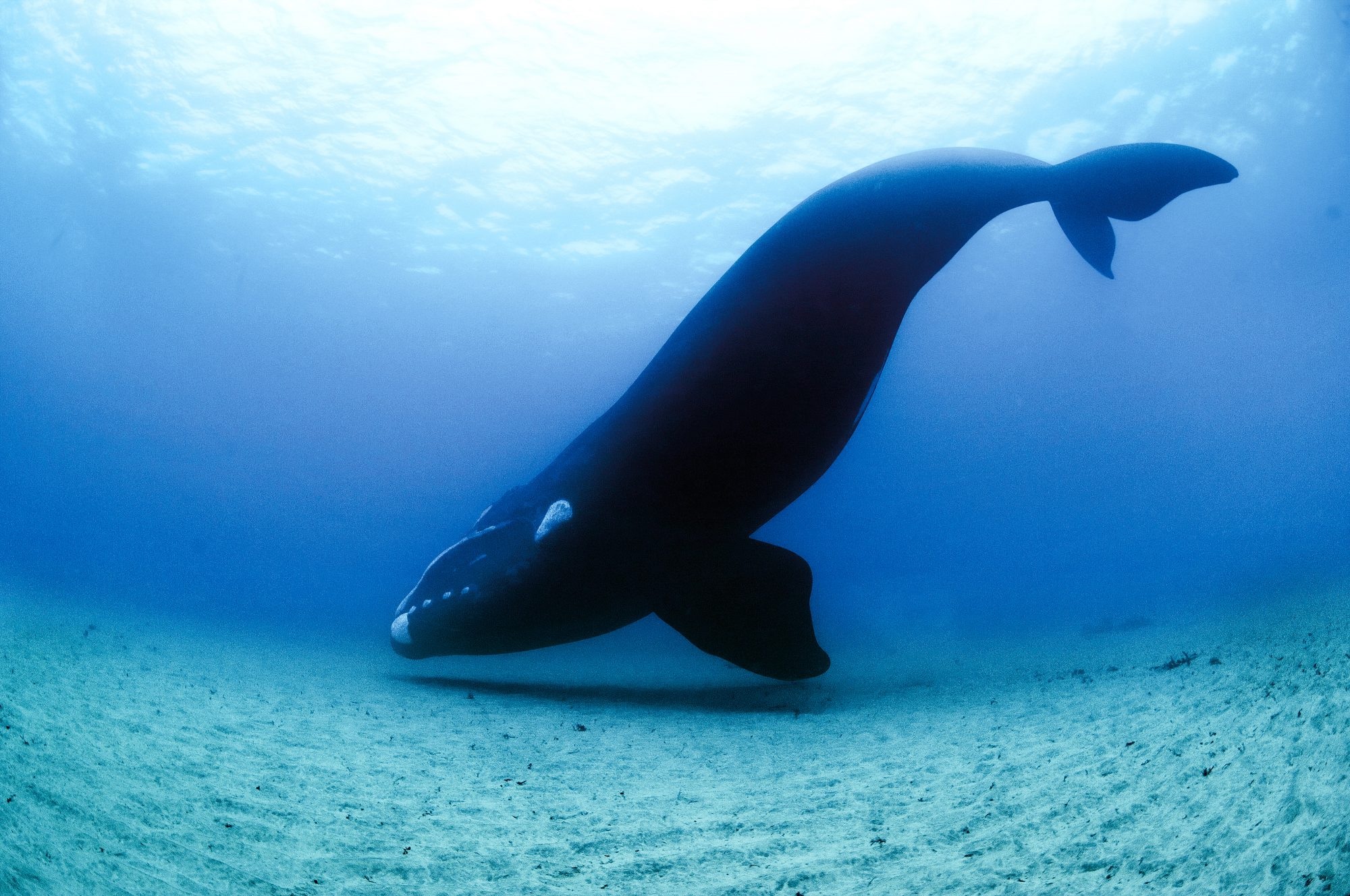 southern right whale