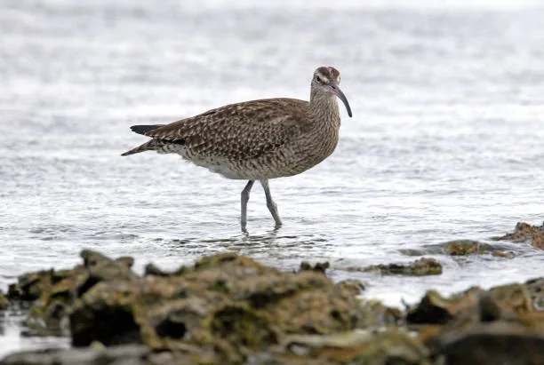 whimbrel